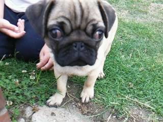 Angel - Mâle (1 an)