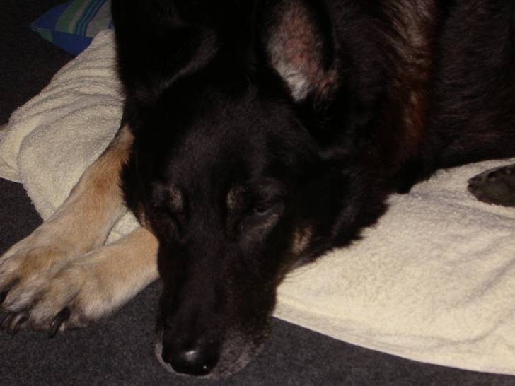 DEX - Mâle (12 ans)