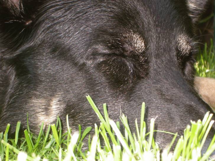 dex - Mâle (12 ans)