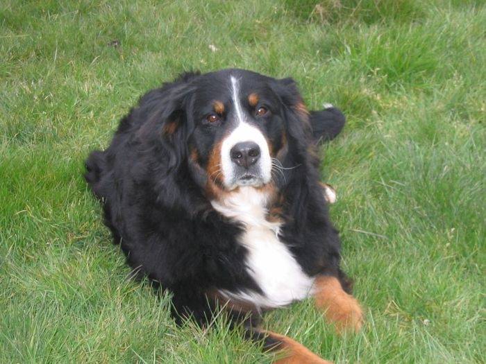 LULU - Femelle (1 an)