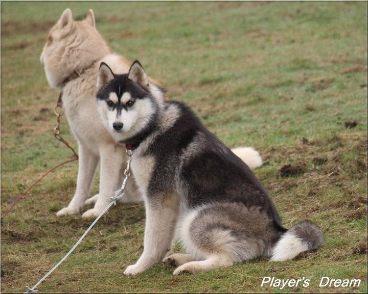 aiyana - Femelle (5 mois)