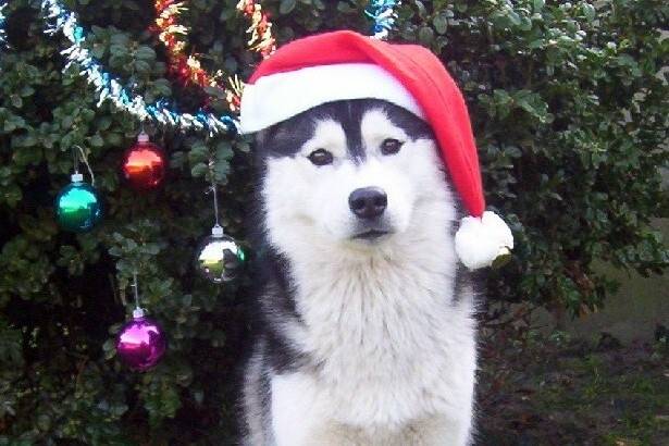 teeny - Mâle (9 ans)