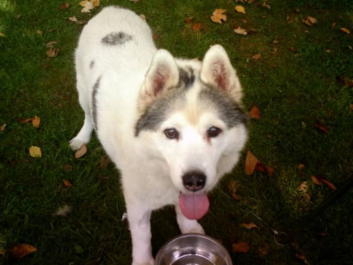 nevis - Mâle (15 ans)