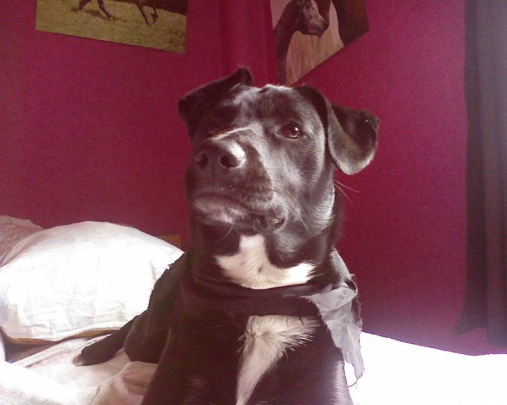 Canelle - Femelle (2 ans)