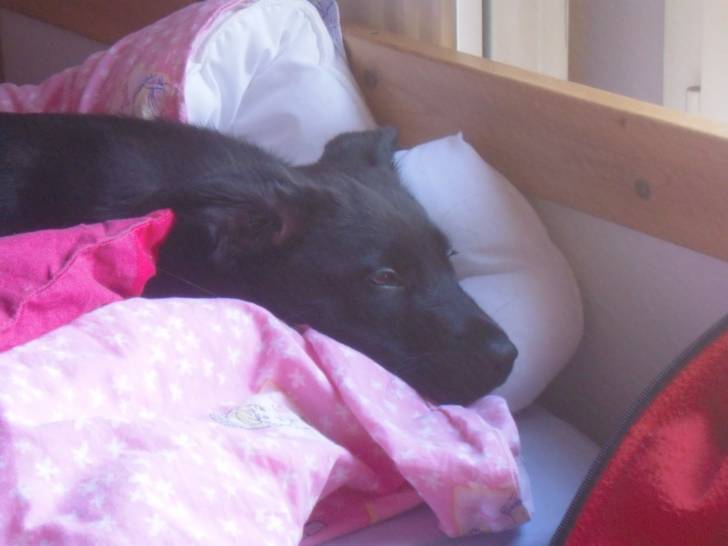 Banjo - Mâle (2 ans)