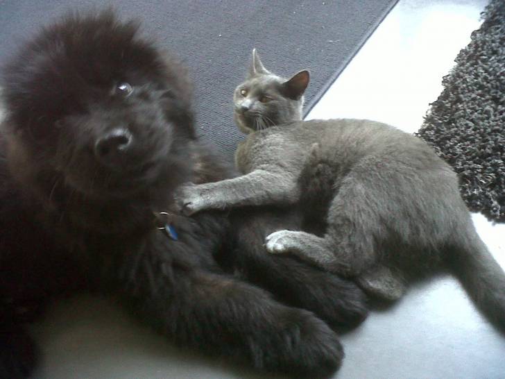 Truffe - Mâle (1 an)