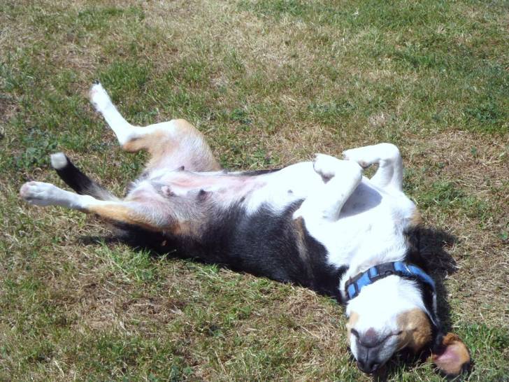 Tiba - Femelle (7 ans)