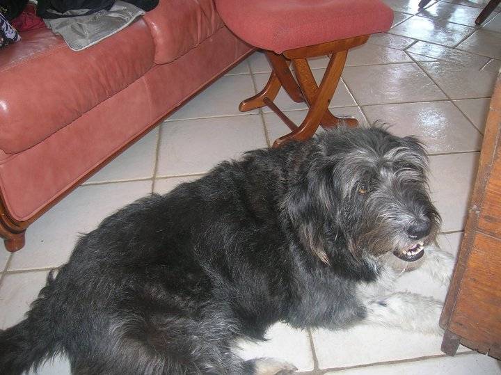 hapy - Femelle (7 ans)