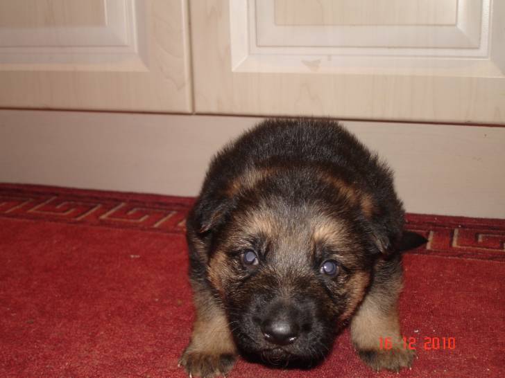 major - Mâle (4 mois)