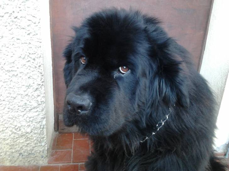 Texane - Femelle (6 ans)