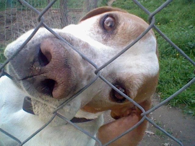 Starc - Mâle (9 ans)