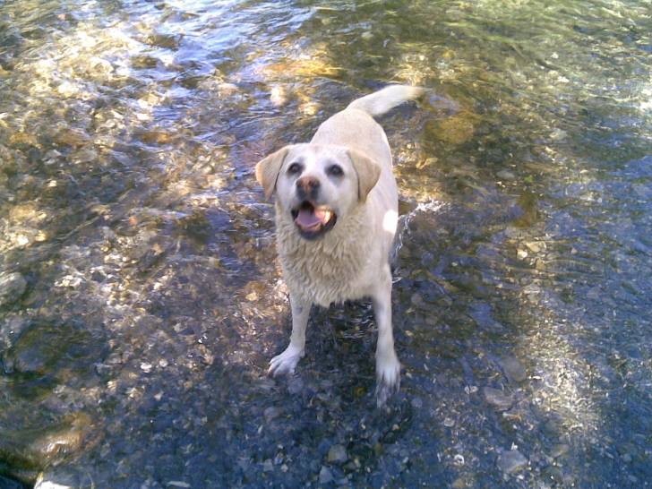 Nini,je t'adore,même si tu es partie :'( - Femelle (13 ans)