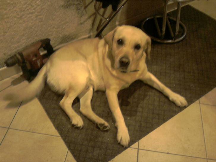 alto - Mâle (5 ans)