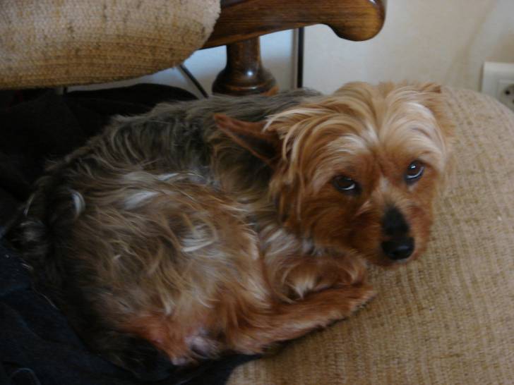 Plum - Femelle (4 ans)