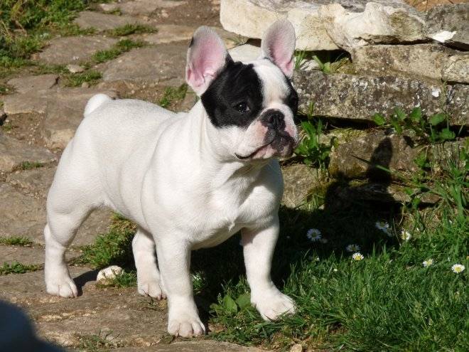 Lucky - Mâle (8 mois)