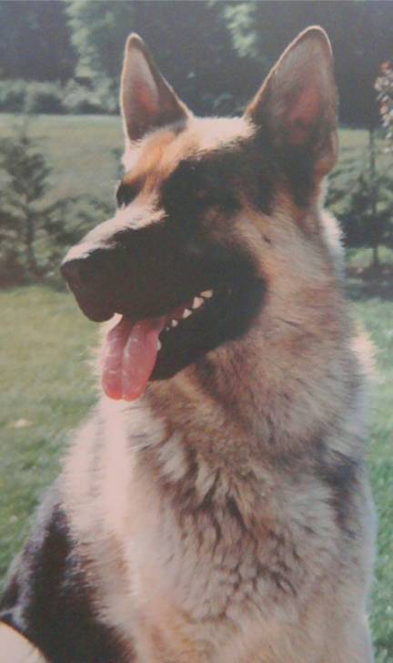 Justys - Mâle (2 ans)