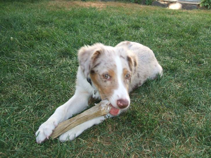 Puppy - Mâle (2 ans)