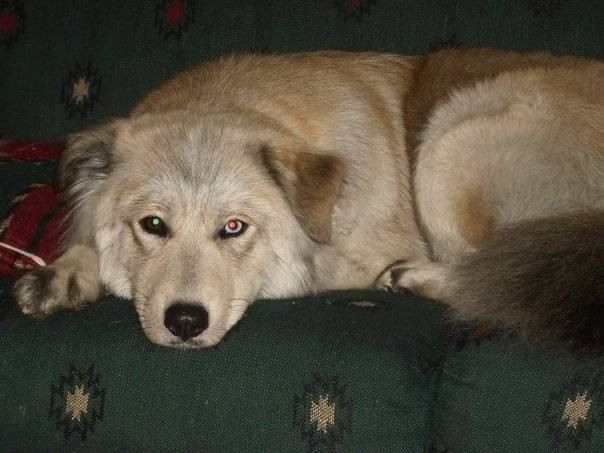 Star - Femelle (4 ans)