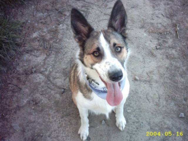 Kurly - Mâle (7 ans)