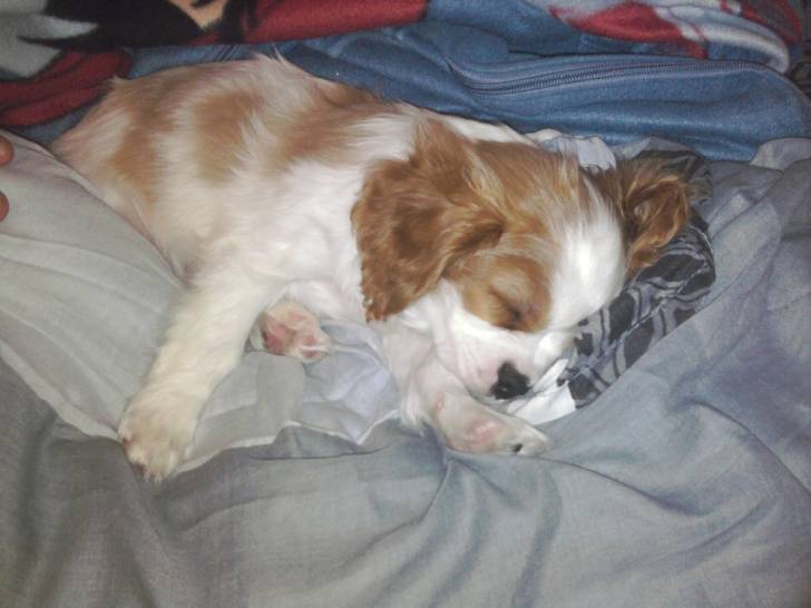 Espoir - Mâle (2 ans)