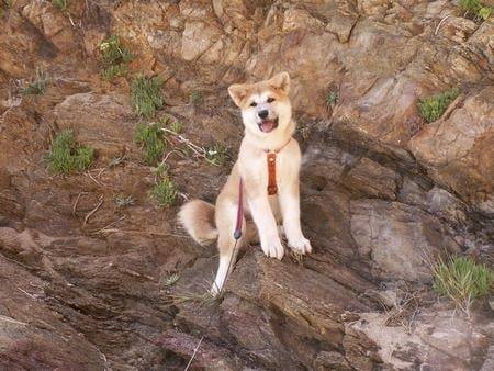 Takuma - Mâle (3 mois)