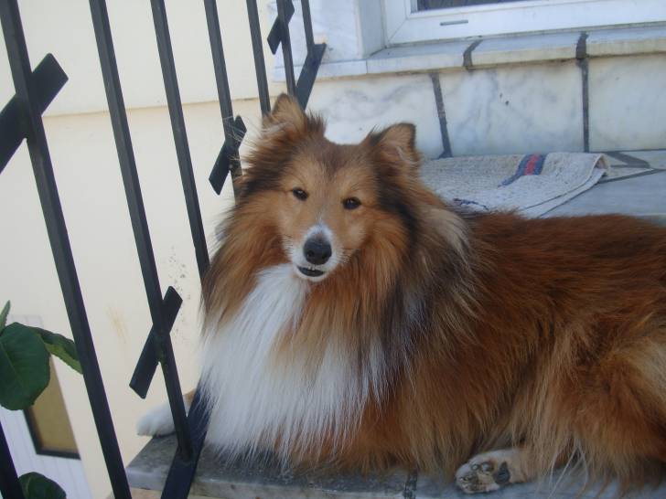 Aston - Mâle (6 ans)