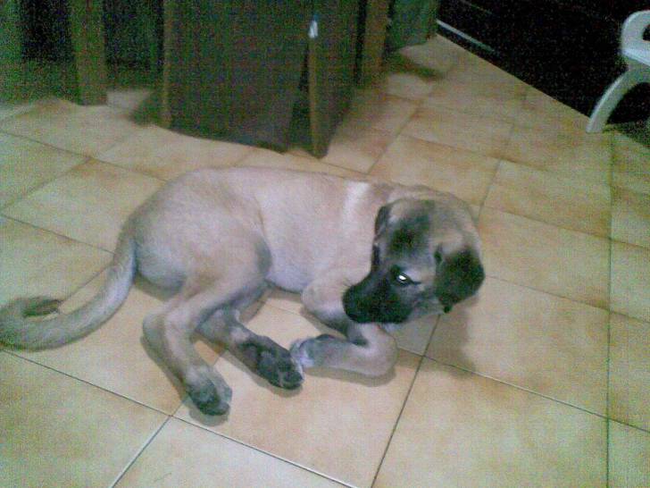 ghost - Mâle (5 mois)