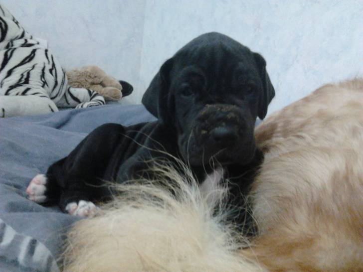 Gwenn - Femelle (1 mois)