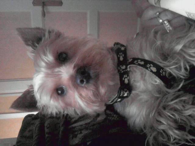 Ania - Femelle (1 an)