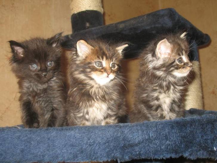 Zaky - Mâle (10 mois)