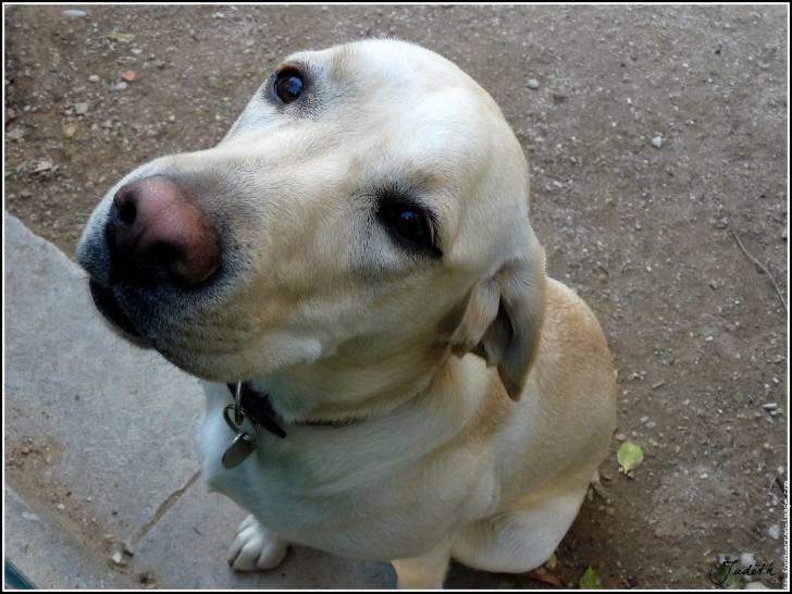 Lylio - Femelle (1 an)