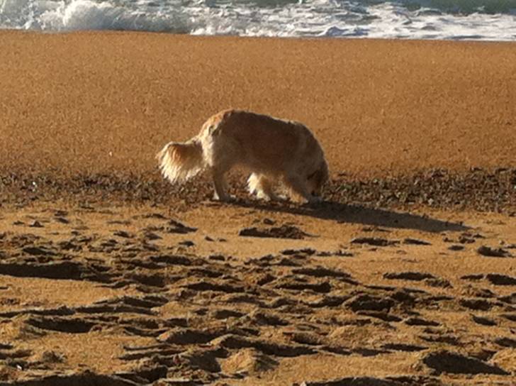 Chili - Femelle (4 ans)