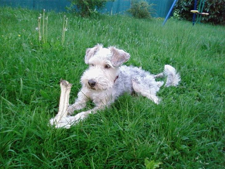 Charly - Mâle (4 ans)