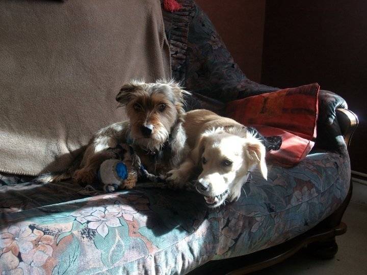 horacio et canaille - Mâle (4 ans)