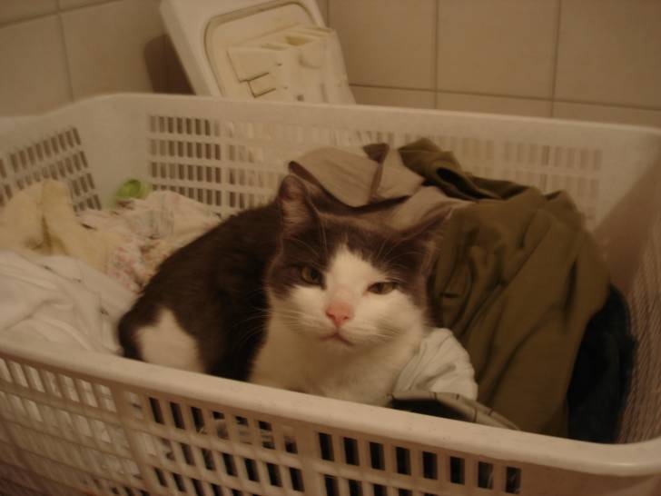 miky - Mâle (14 ans)