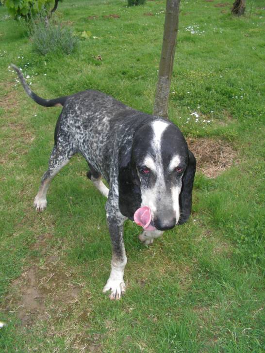 neige - Mâle (13 ans)