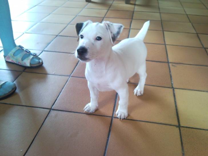 doby - Mâle (2 mois)