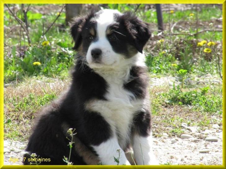 Folk - Mâle (6 mois)