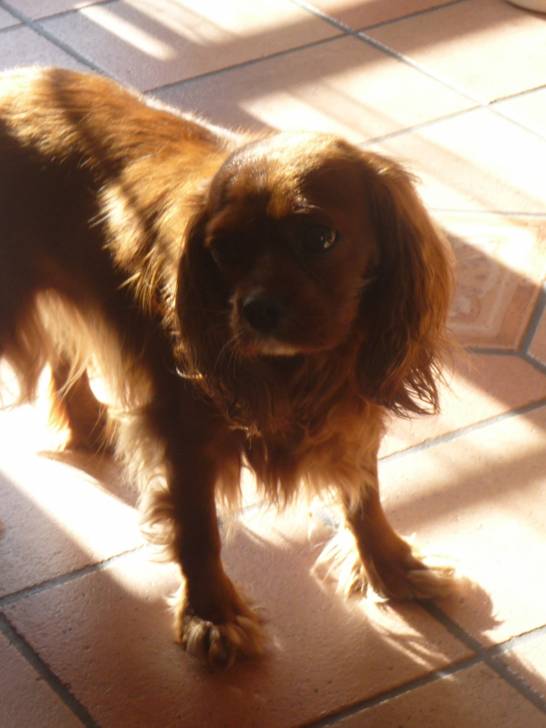 Sampa - (6 ans)