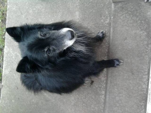 Onix - Mâle (14 ans)