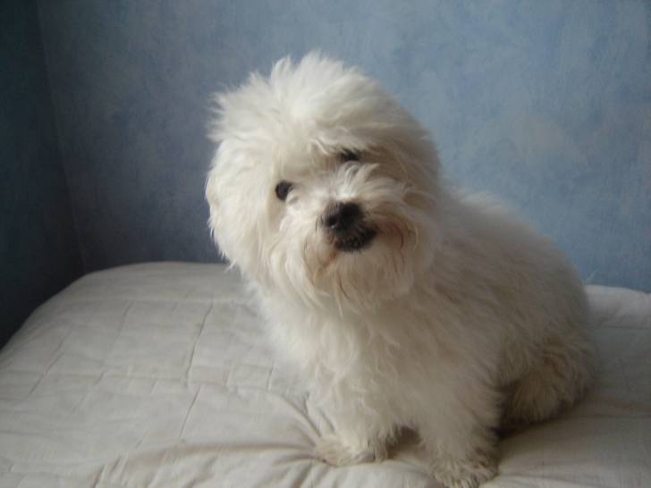 benji - Mâle (6 ans)