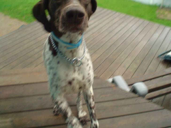 Patty - Femelle (5 ans)