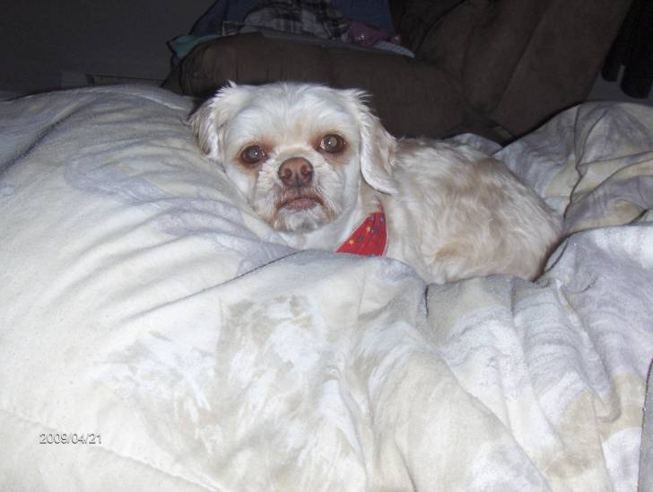 niko - Mâle (4 ans)