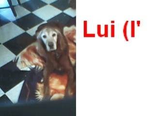 Oscar - Mâle (10 ans)