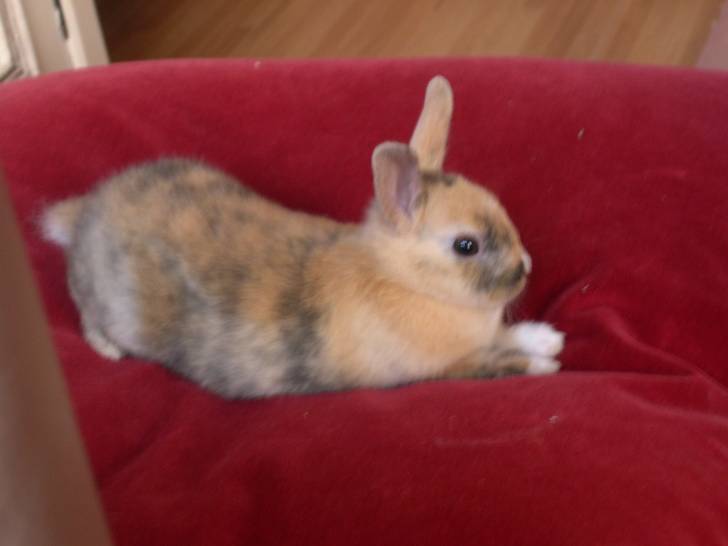 Griotte - Femelle (1 an)