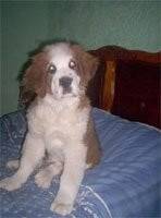 Maya - (4 ans)