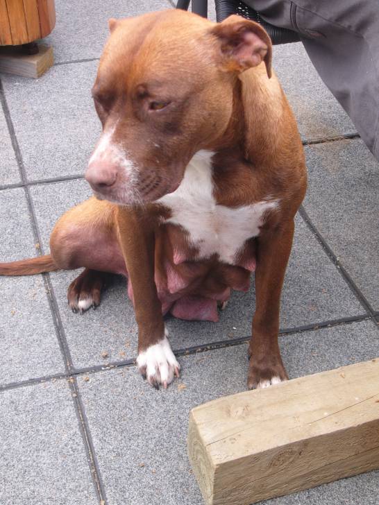 Shelby - (4 ans)