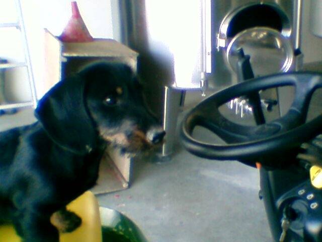 Finaud - Mâle (2 ans)