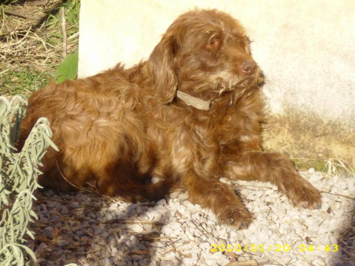 Cacao - Mâle (5 ans)