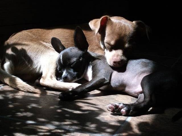 Our chihuahua's - Mâle (4 mois)